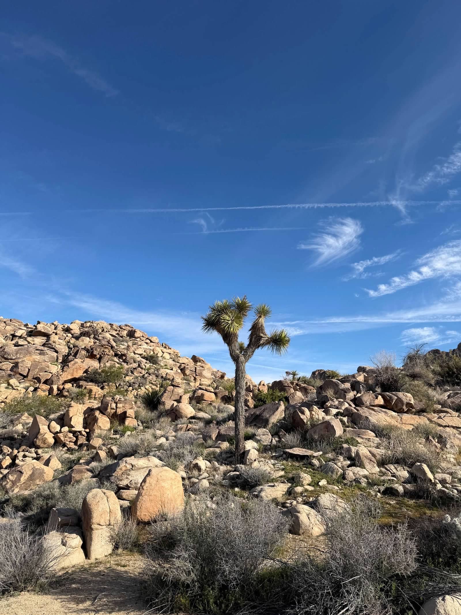 Joshua Tree National Park rocks and landscape