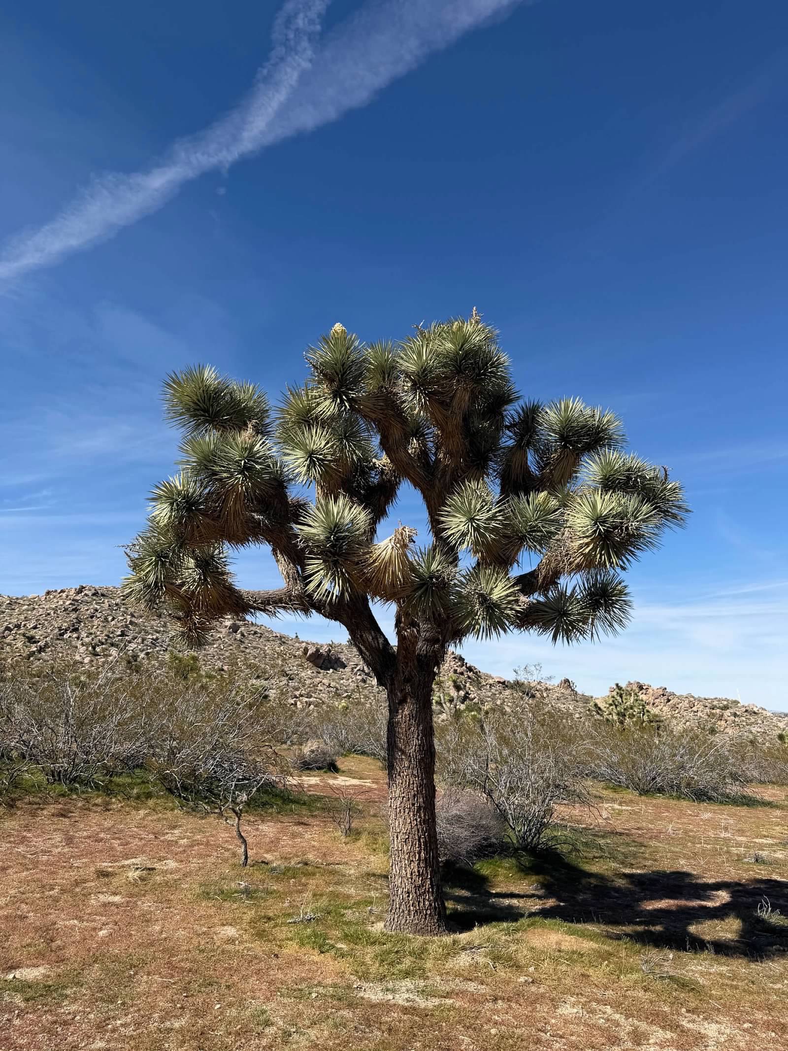 Joshua tree in the desert landscape